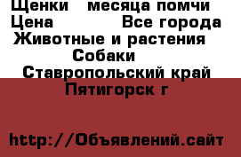 Щенки 4 месяца-помчи › Цена ­ 5 000 - Все города Животные и растения » Собаки   . Ставропольский край,Пятигорск г.